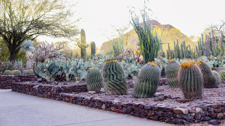phoenix_botanical