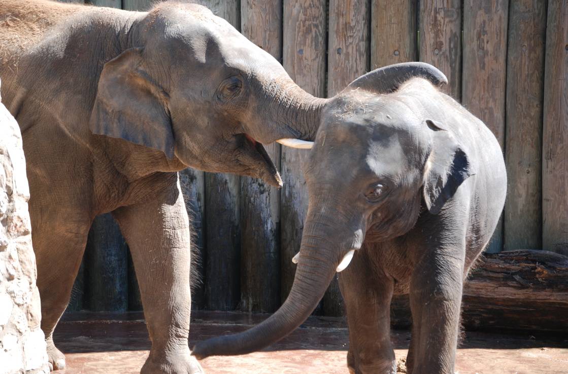 Houston Zoo Houston Zoo