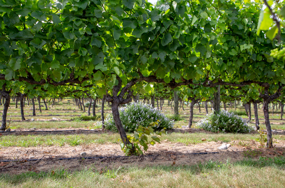 Vineyard