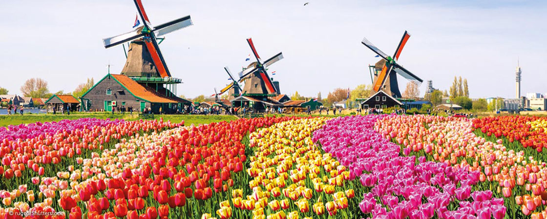 Windmills on a multi-coloured flower field. Windmills on a multi-coloured flower field.