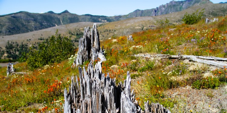 Mt St Helens Mt St Helens