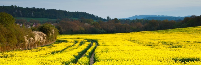 A field of yellow flowers.