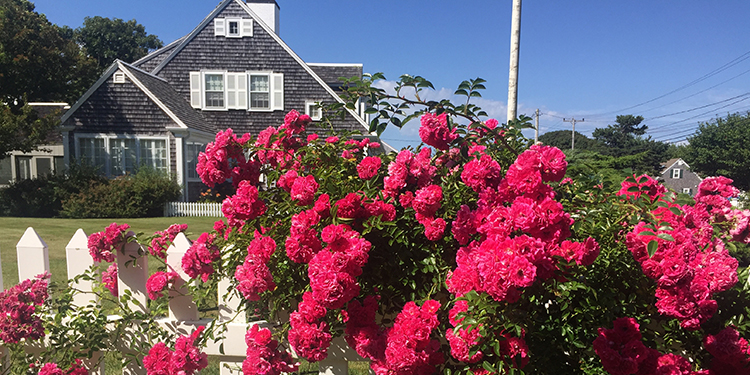Pink Flowers with House Behind Pink Flowers with House Behind