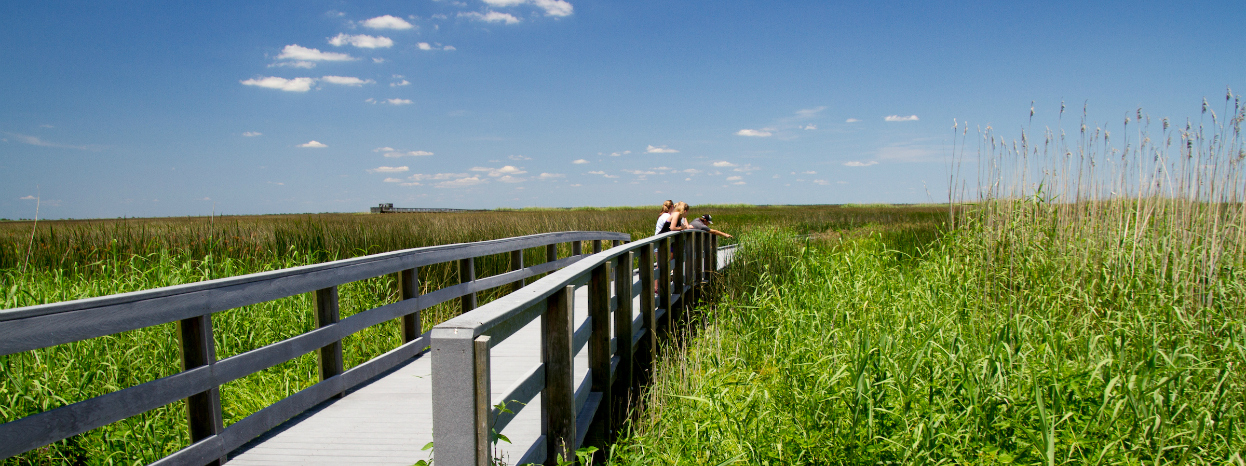 Wood walkway where three people stand looking at something in the surrounding vegetation.