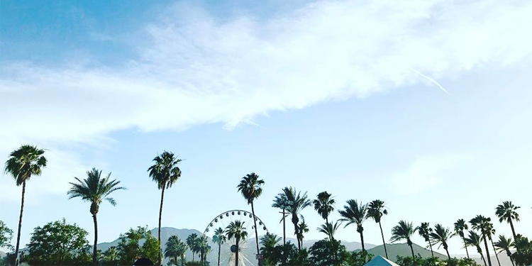 Palm Trees Palm Trees