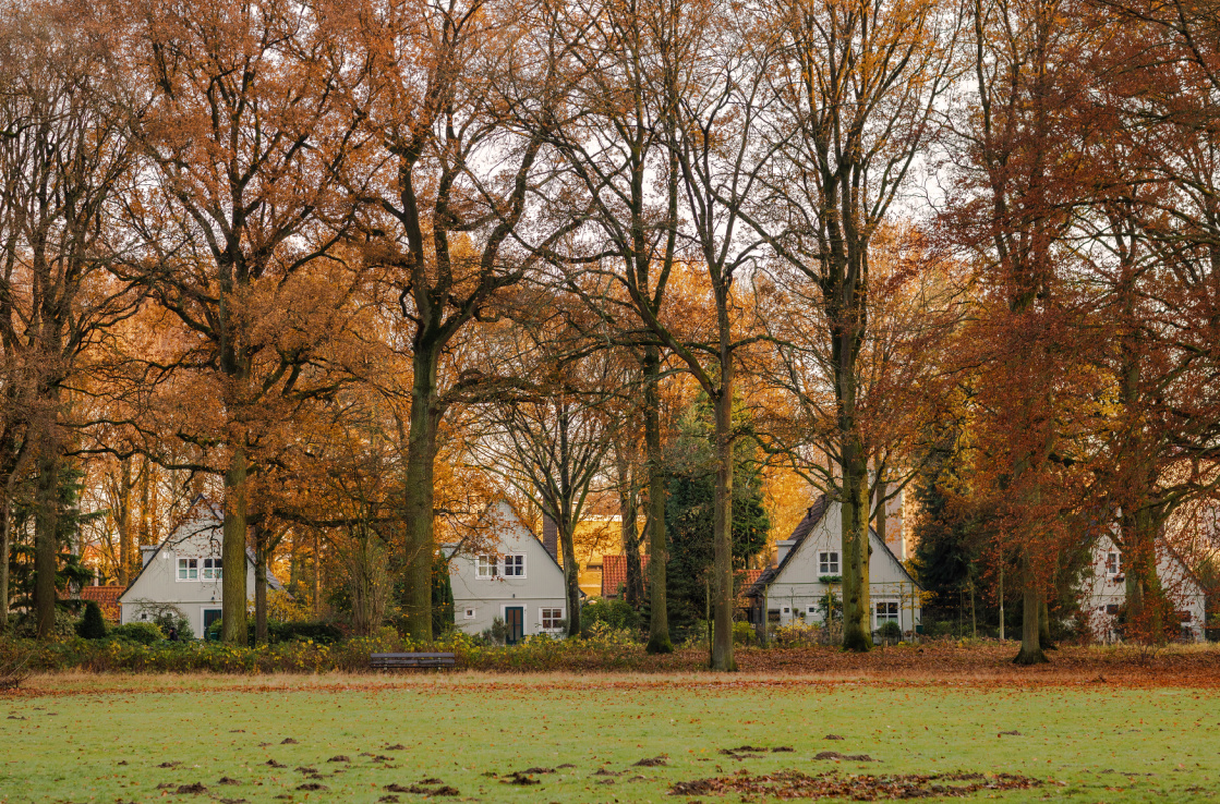 Houses amidst a forest with fall colours 