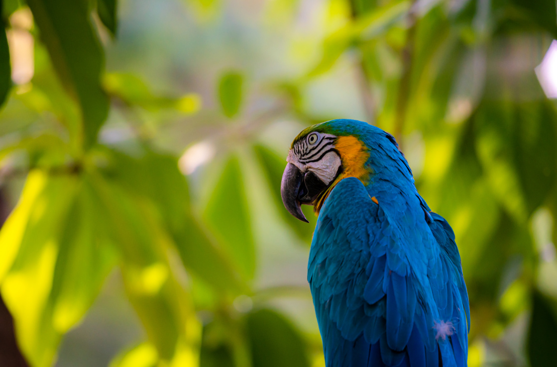 A blue and yellow parrot with green foliage in the background