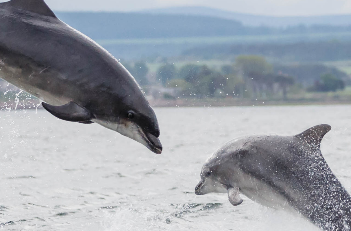 Dolfins Dolfins