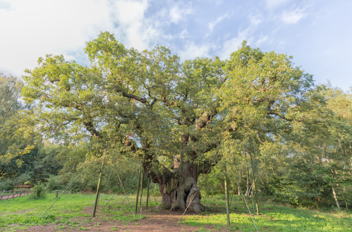 Sherwood Forest Sherwood Forest