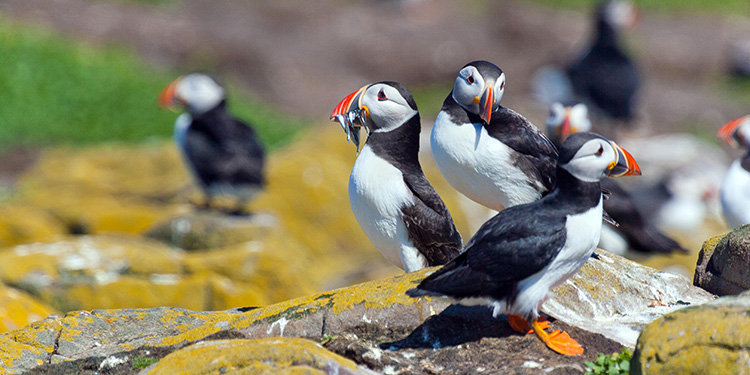 EG53W3 Puffins