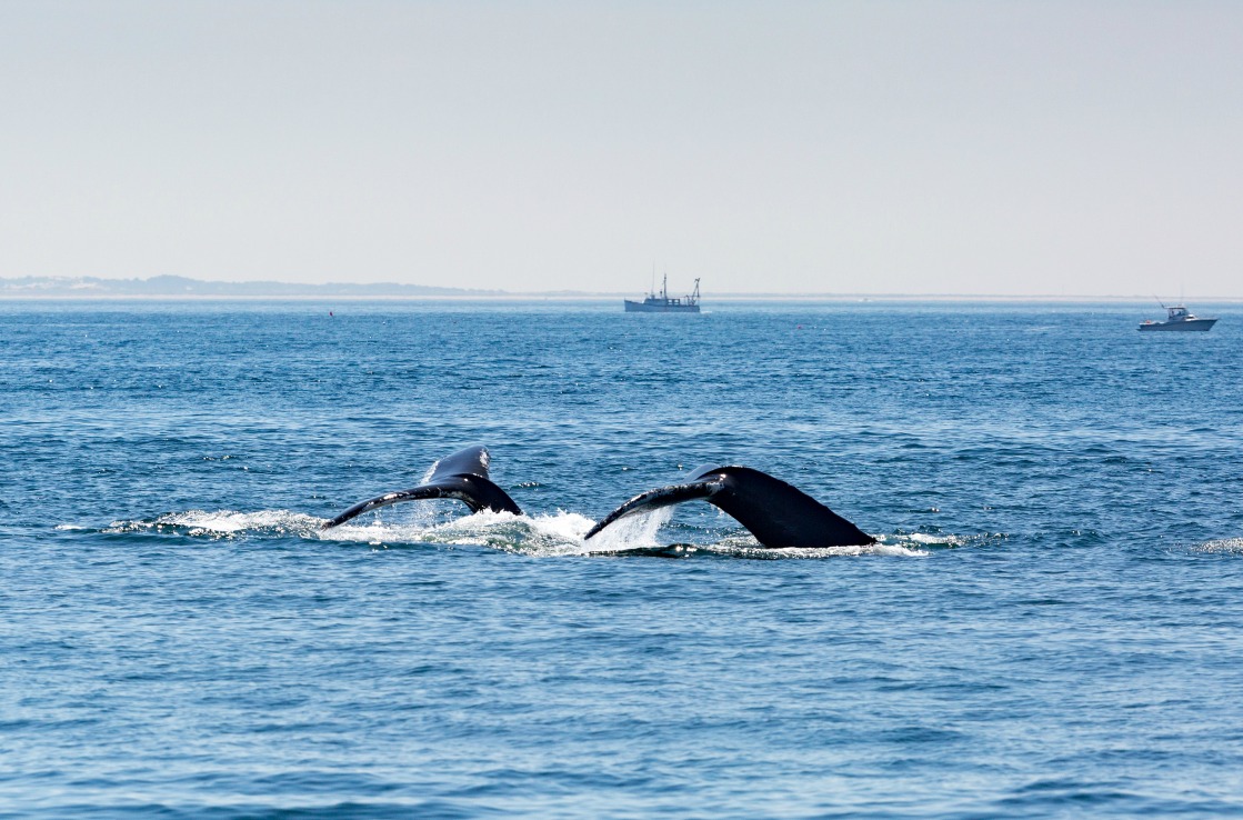 Whales in the ocean