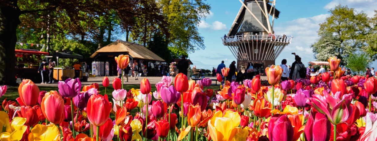 A windmill is seen in the distance being a cluster of colourful tulips.