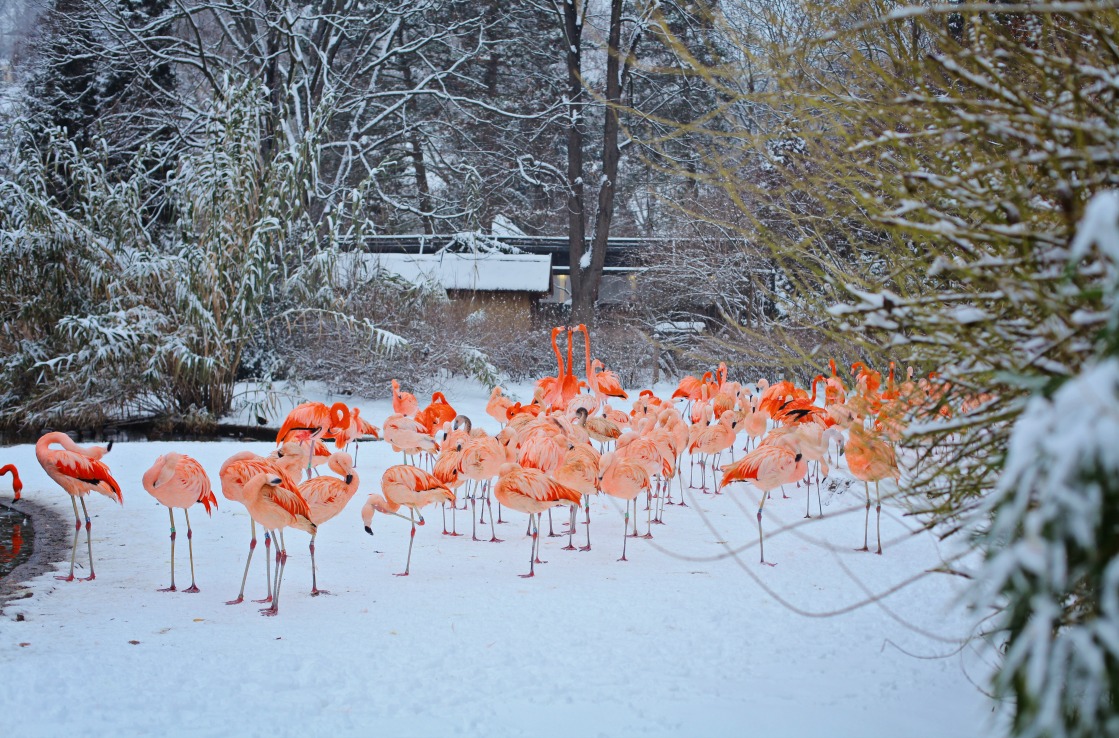 Flamingos at Prague Zoo Flamingos at Prague Zoo