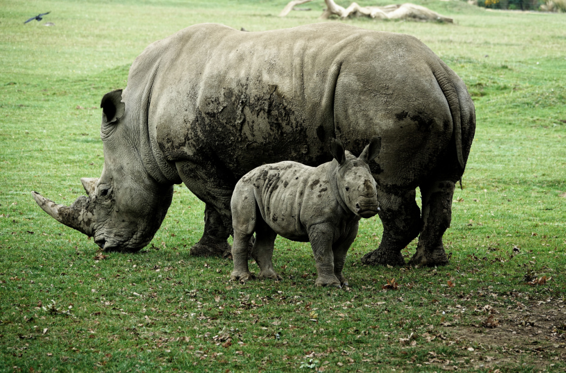 Cotswold Wildlife Park and Gardens Cotswold Wildlife Park and Gardens