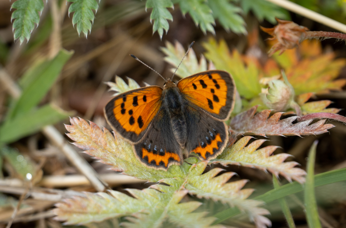 An orange and black butterfly in seen resting on a plant's leaf. An orange and black butterfly in seen resting on a plant's leaf.