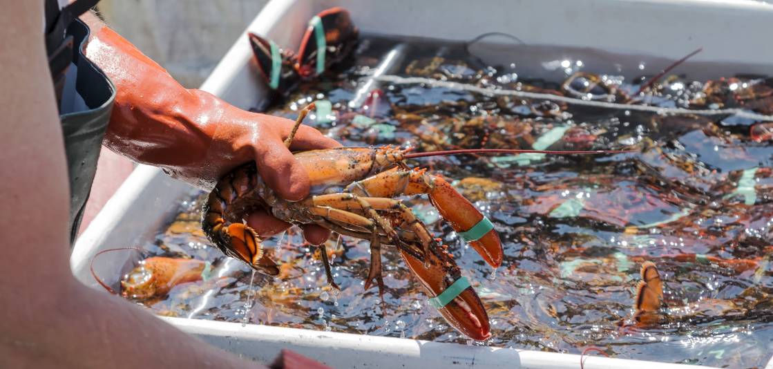 A person grabs a lobster with a glove. A person grabs a lobster with a glove.