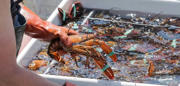 lobster tank