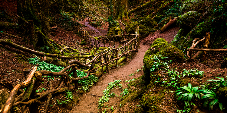Forest of Dean