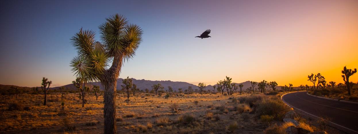 California Desert at sunset