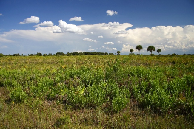 Kissimmee Prairie Preserve State Park, Florida Kissimmee Prairie Preserve State Park, Florida