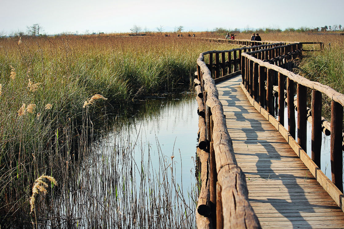 Migliarino, San Rossore and Massaciuccoli Nature Park. Migliarino, San Rossore and Massaciuccoli Nature Park.