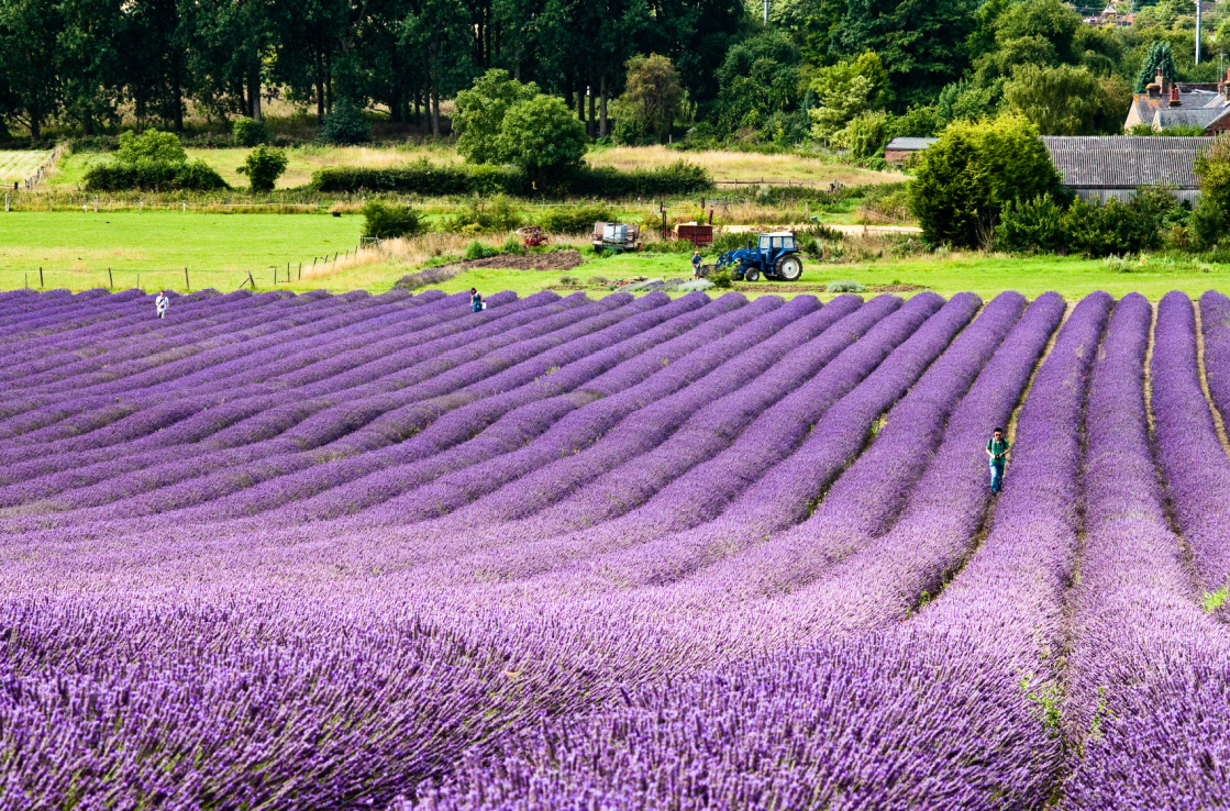 Hitchin Lavender Hitchin Lavender