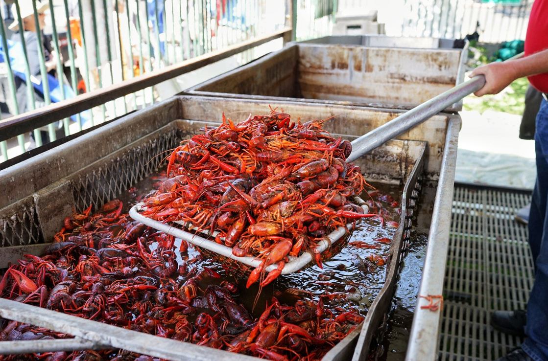 Crawfish