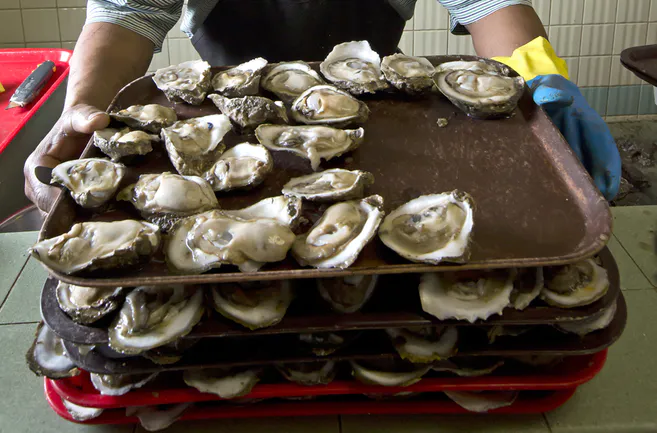 trays of oysters