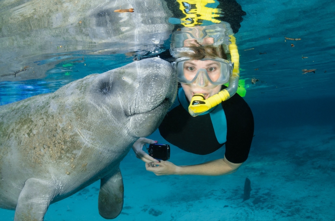 Swimming with manatees Swimming with manatees