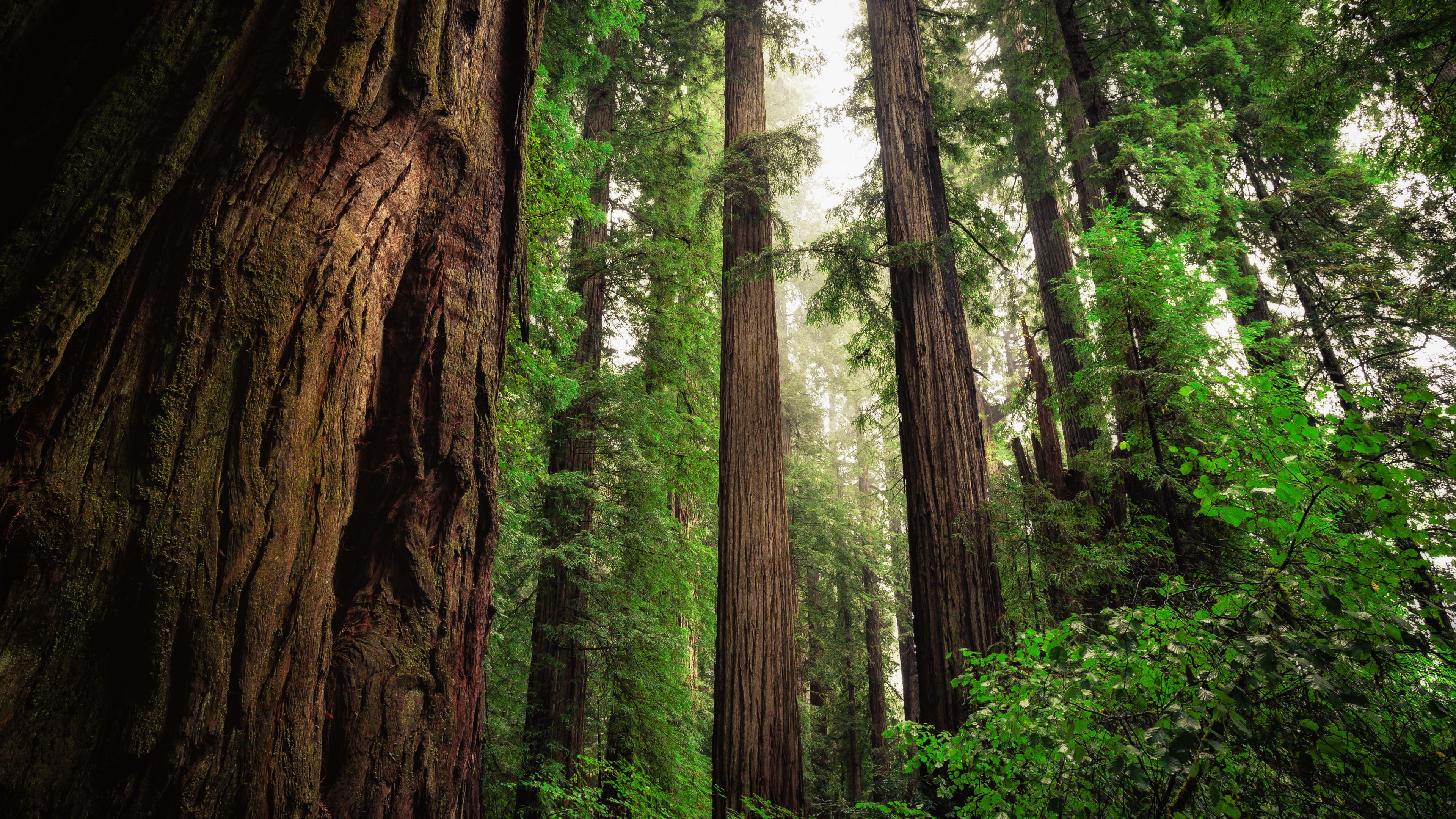 The Land of Giants: Driving Through Redwood National and State Parks
