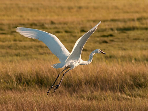 The Best Plum Island Day Trips in Massachusetts