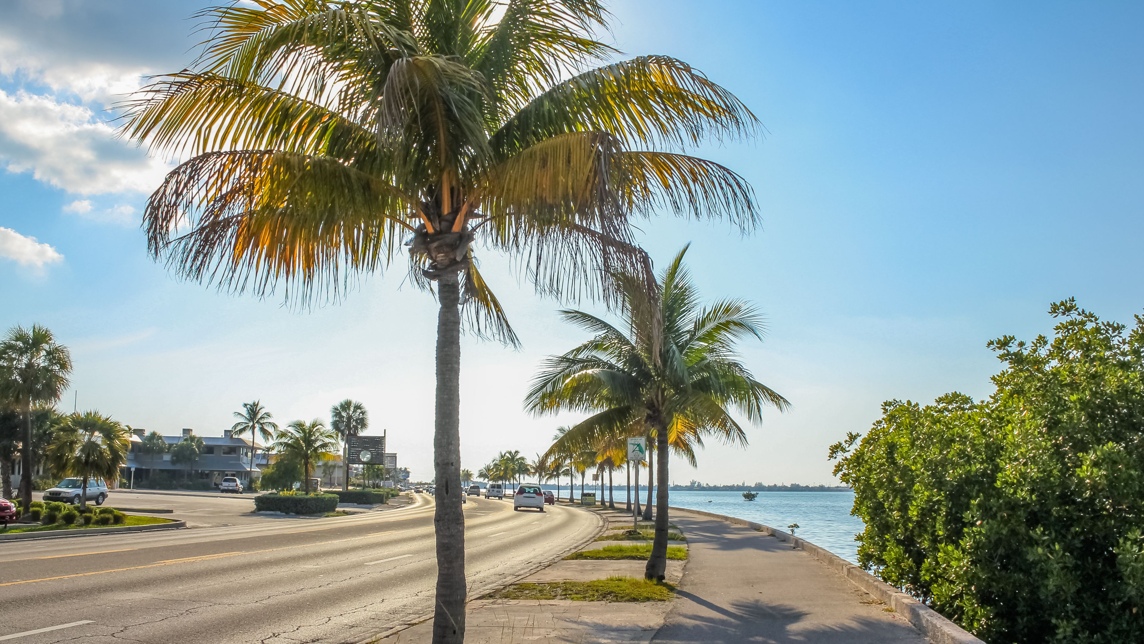 highway with palm trees overlooking the beach highway with palm trees overlooking the beach