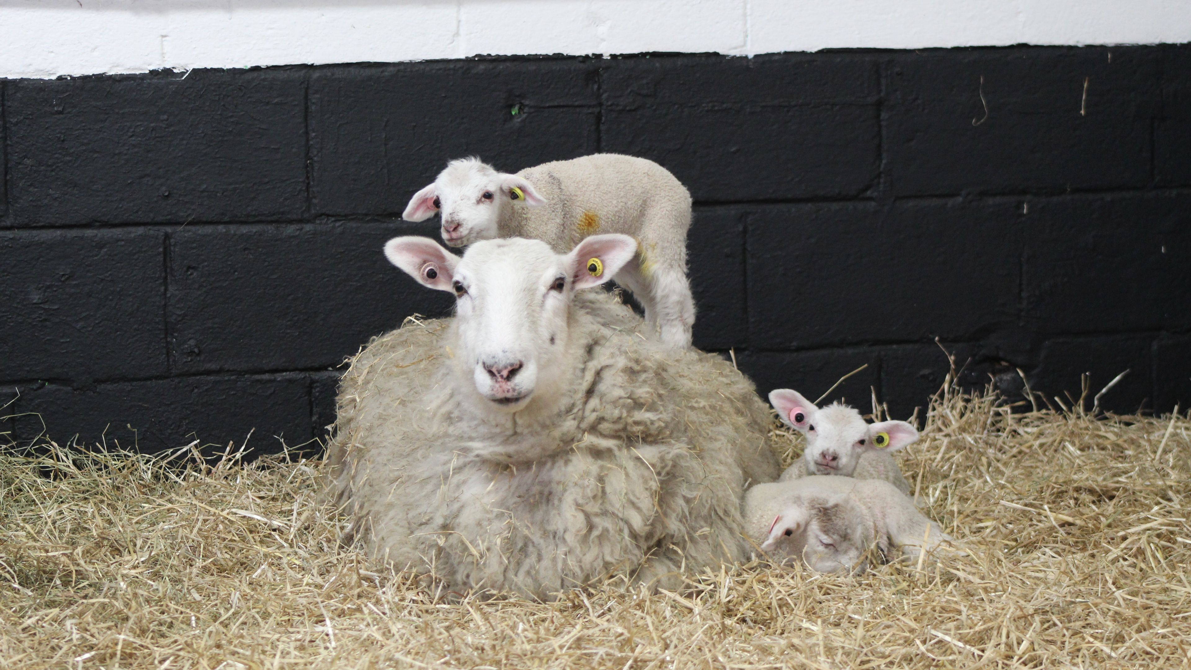 Animal Petting Farm Animal Petting Farm