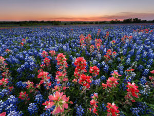 Field of Flowers