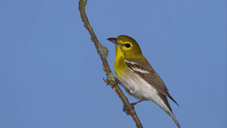 bird