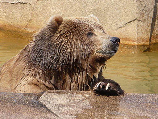 A Bear