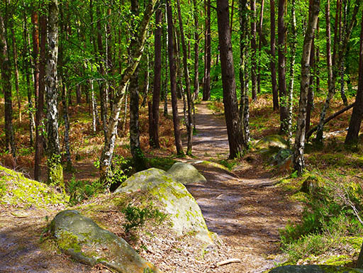 Forest of Fontainebleau Forest of Fontainebleau