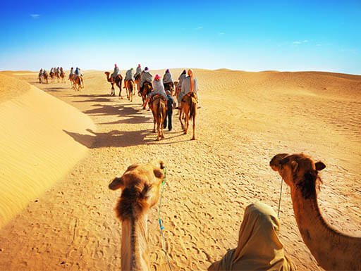 Sahara Desert Camel Ride Sahara Desert Camel Ride