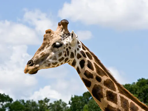 giraffe