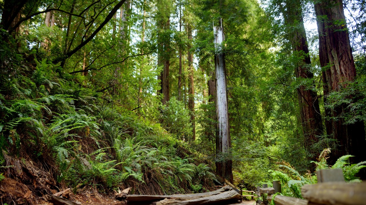 In Search of the Tallest Trees in the U.S. Hertz Blog