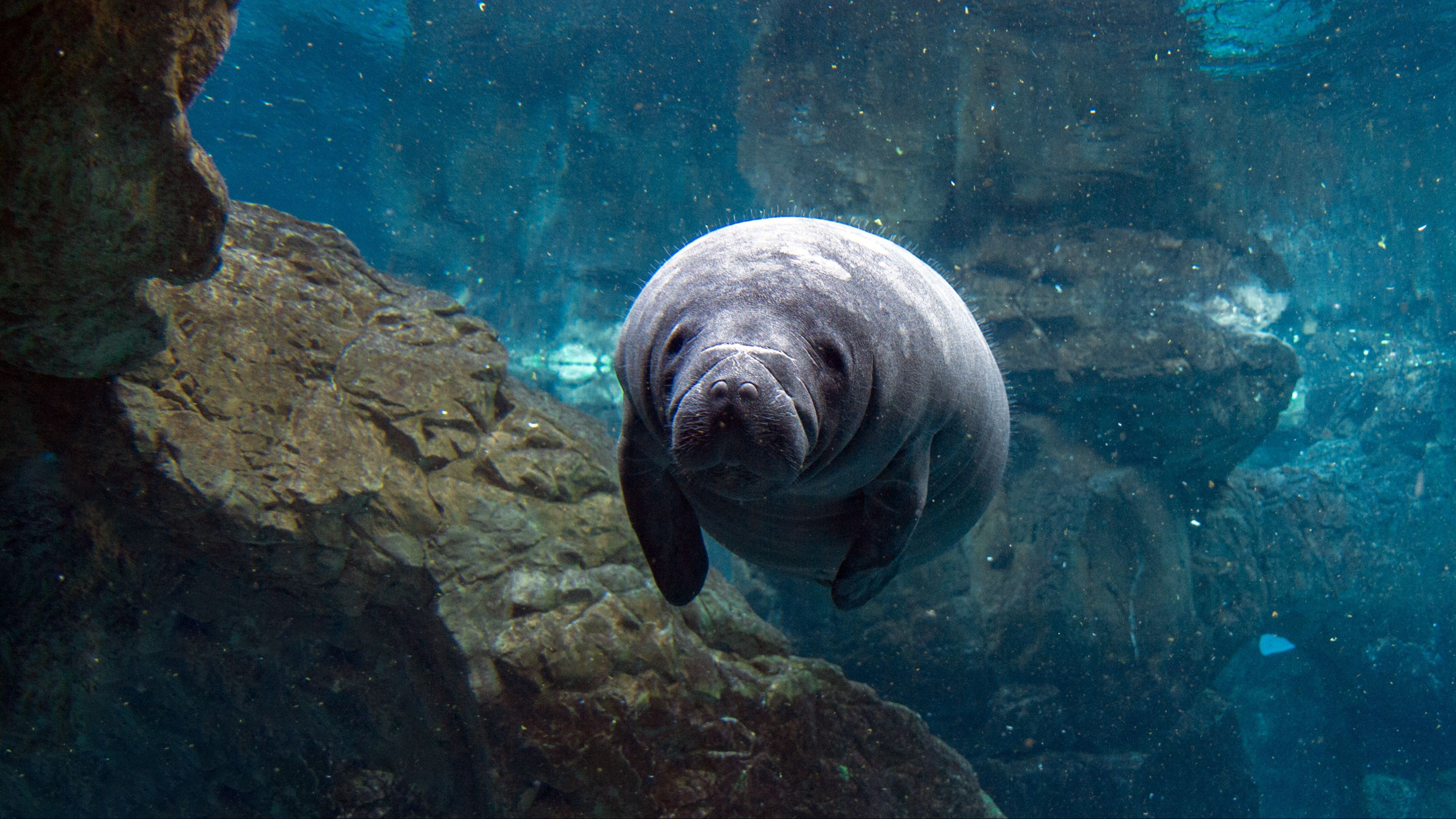 15 Great Places To See Florida Manatees in 2023