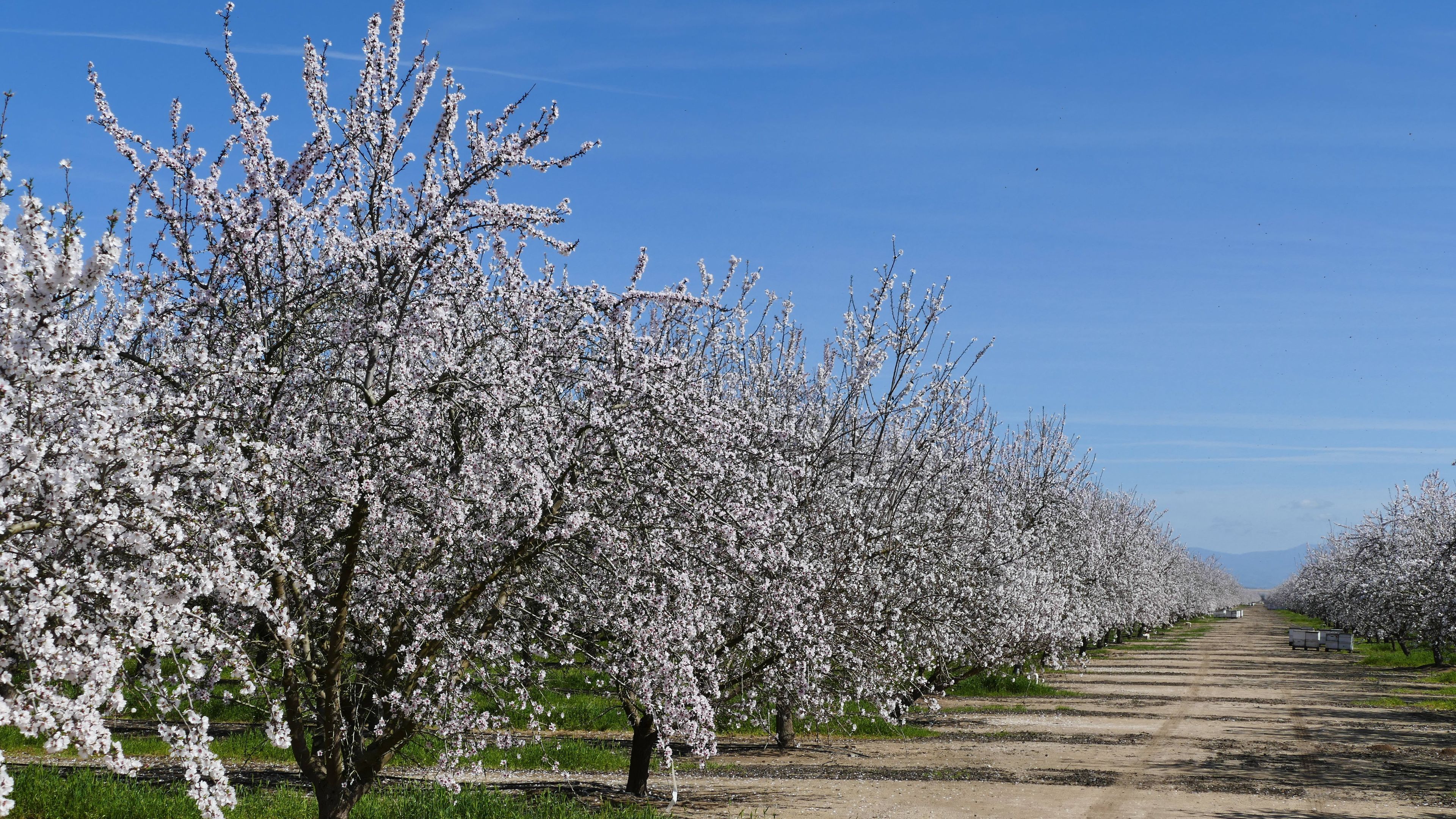 Cruising California: A Road Trip Guide to Fresno and the Central Valley