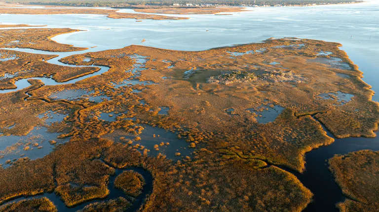 marshland