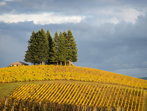 Dundee Hills