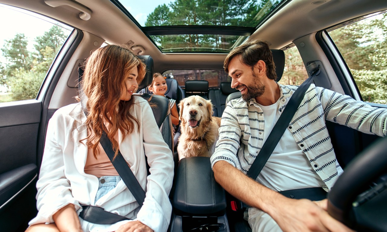 A Guide to PetFriendly Travel Hertz Car Rental