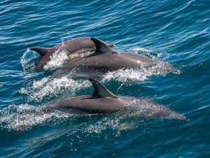 Dolphins