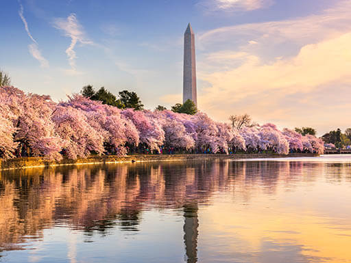 Best Springtime Activities in the Nation’s Capital