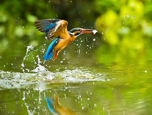 Kingfisher Bird Kingfisher Bird