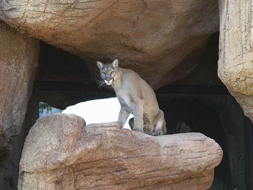 A mountain lion sitting on a rock in the Sonoran Desert in Tucson, Arizona A mountain lion sitting on a rock in the Sonoran Desert in Tucson, Arizona