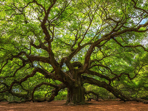 Charleston tree Charleston tree